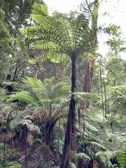 Cyathea cunninghamii