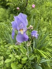 Iris