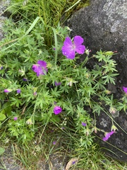 Geranium