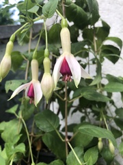 Fuchsia