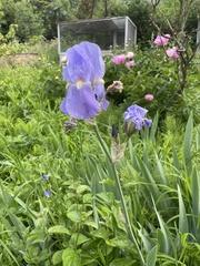 Iris