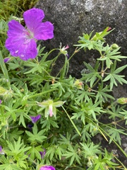 Geranium