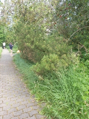 Pinus