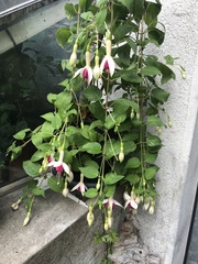 Fuchsia
