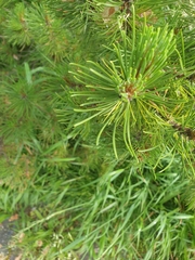 Pinus