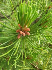 Pinus