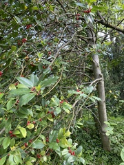 Ilex aquifolium