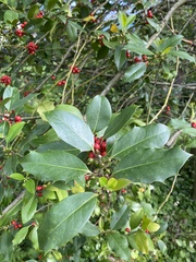 Ilex aquifolium