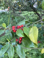 Ilex aquifolium