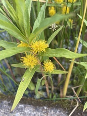 Lysimachia thyrsiflora