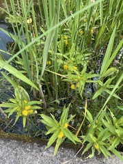 Lysimachia thyrsiflora