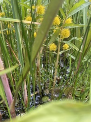 Lysimachia thyrsiflora