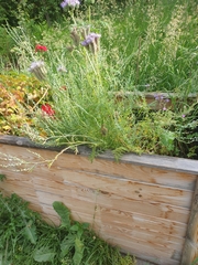 Phacelia