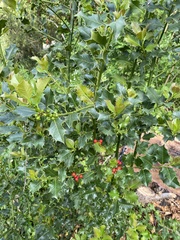 Ilex