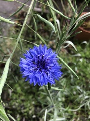 Centaurea