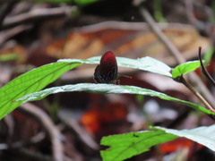 Paralaxita damajanti