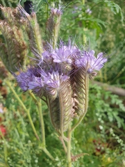 Phacelia