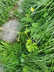 Geum urbanum