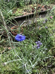 Centaurea