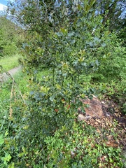 Ilex