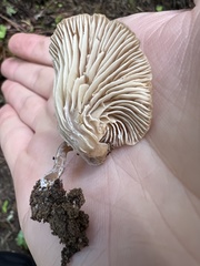 Rhizocybe