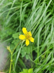 Geum urbanum