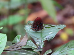 Paralaxita orphna