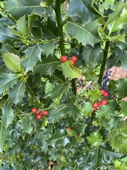 Ilex