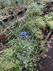 Centaurea