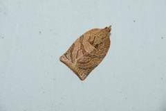 Adoxophyes privatana