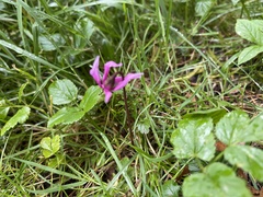 Cyclamen persicum