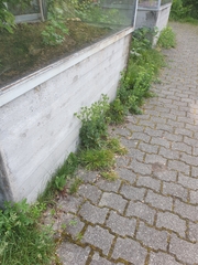 Potentilla