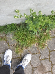 Potentilla