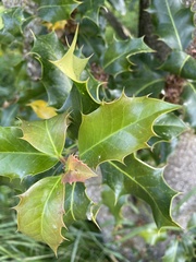 Ilex aquifolium