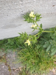 Potentilla