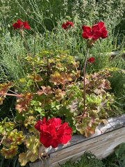 Geranium macrorrhizum