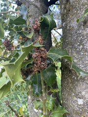 Ilex aquifolium