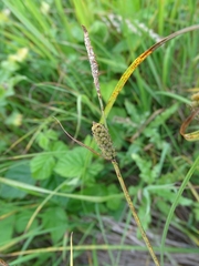 Carex tomentosa