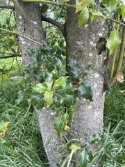 Ilex aquifolium