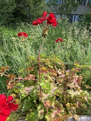 Geranium macrorrhizum