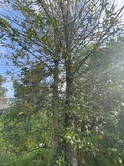 Ilex aquifolium