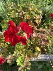 Geranium macrorrhizum
