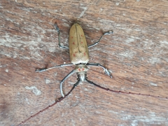 Batocera
