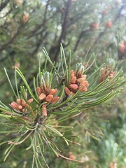 Pinus