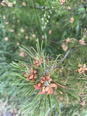 Pinus