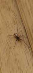 Steatoda triangulosa