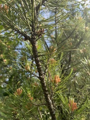 Pinus