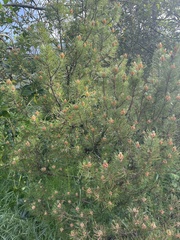Pinus