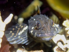 Clinocottus globiceps