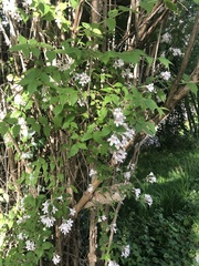 Kolkwitzia